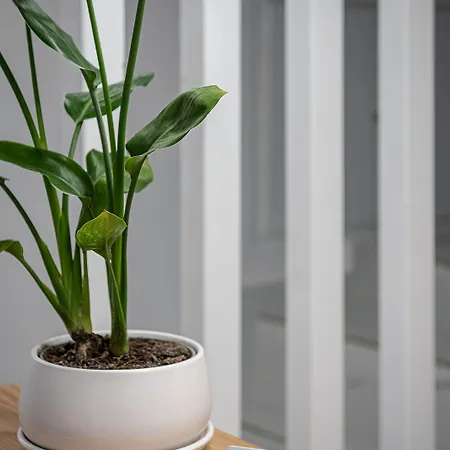 Porto Vecchio * Hanya