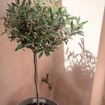 Porto Vecchio * خانيا