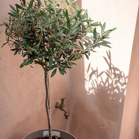 Porto Vecchio * חאניה