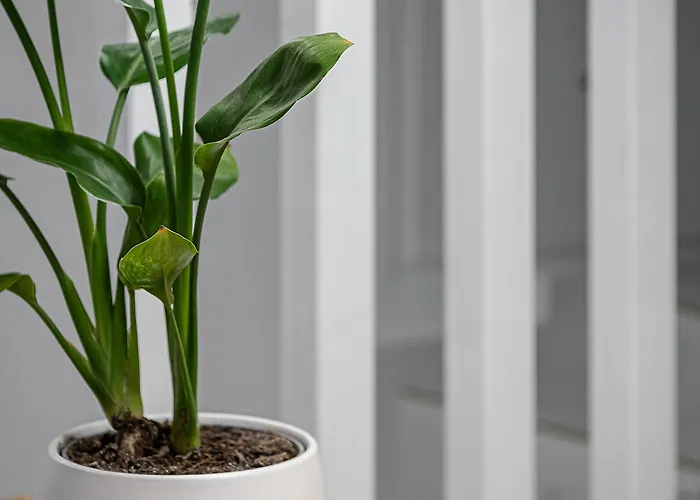 Porto Vecchio * 干尼亞